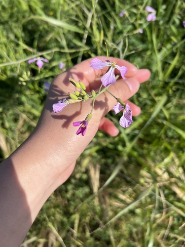iNaturalist observation photo of garden radish