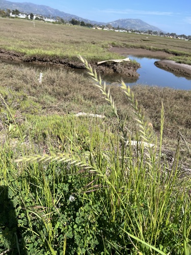 iNaturalist observation photo of Italian Ryegrass
