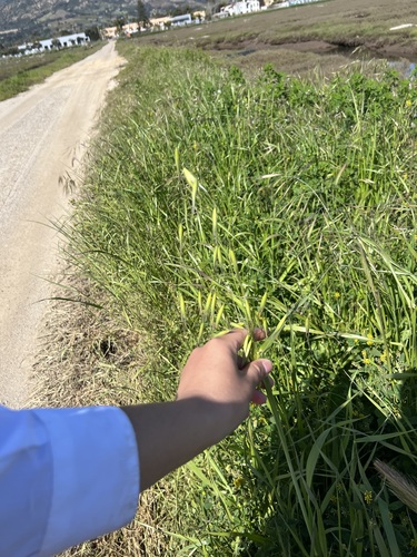 iNaturalist observation photo of wild oat