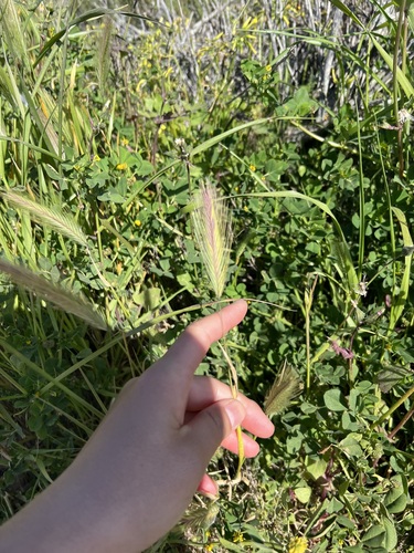 iNaturalist observation photo of wall barley