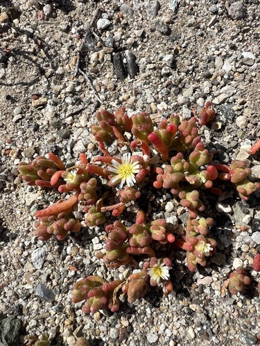 iNaturalist observation photo of Slender Iceplant