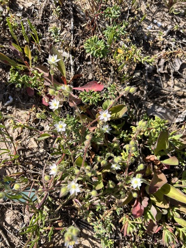 iNaturalist observation photo of Sticky Sand-Spurrey