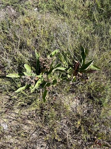 iNaturalist observation photo of Western Marsh Rosemary