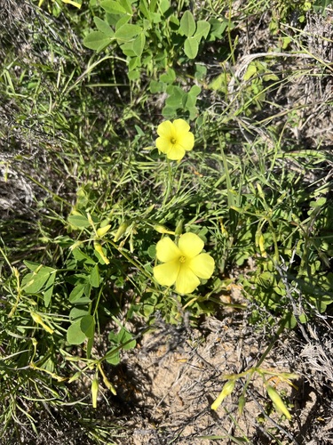 iNaturalist observation photo of Bermuda buttercup