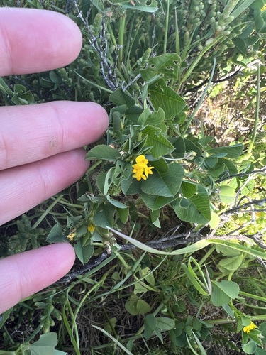 iNaturalist observation photo of bur clover