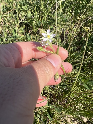 iNaturalist observation photo of Sticky Sand-Spurrey