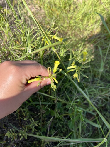 iNaturalist observation photo of Bermuda buttercup