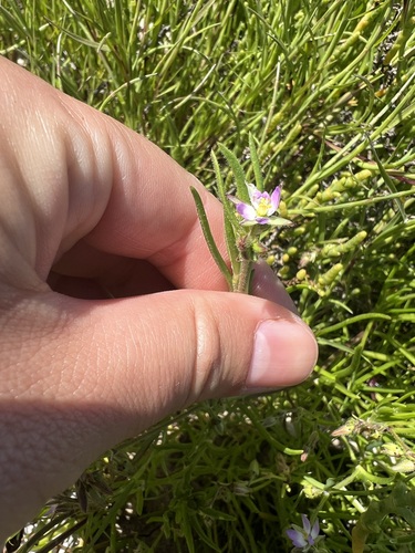 iNaturalist observation photo of Saltmarsh Sand Spurry
