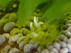 Phlyctenactis tuberculosa