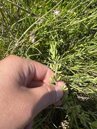 iNaturalist observation photo of Alkali Heath
