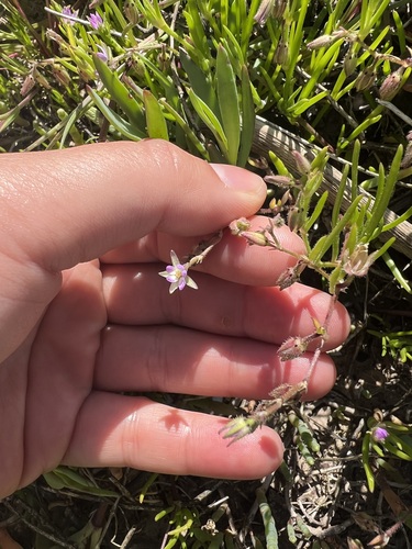iNaturalist observation photo of Saltmarsh Sand Spurry
