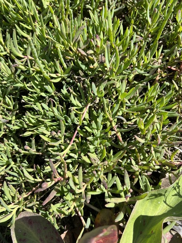 iNaturalist observation photo of Marsh Jaumea