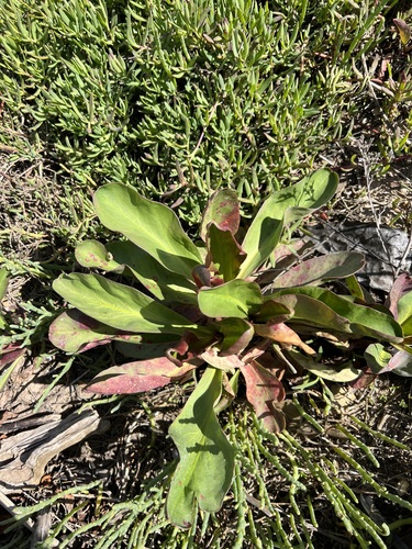 iNaturalist observation photo of Western Marsh Rosemary