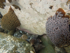 Phlyctenactis tuberculosa