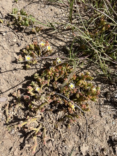 iNaturalist observation photo of Slender Iceplant
