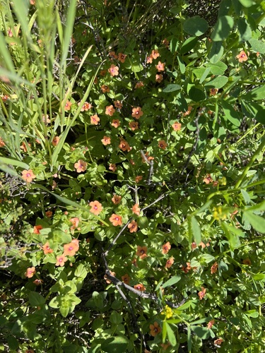 iNaturalist observation photo of scarlet pimpernel