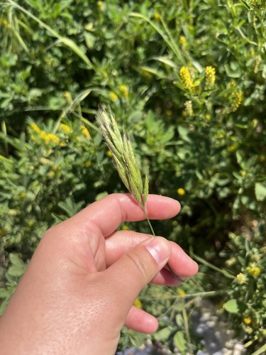 iNaturalist observation photo of common soft brome