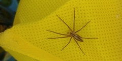 Araneae