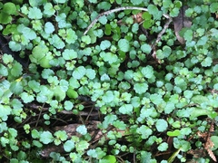 Australina pusilla pusilla