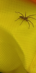 Araneae