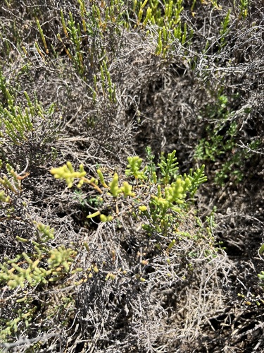 iNaturalist observation photo of Parish's glasswort