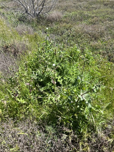 iNaturalist observation photo of Common Sow-thistle