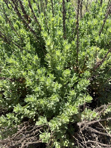iNaturalist observation photo of sessileflower false goldenaster
