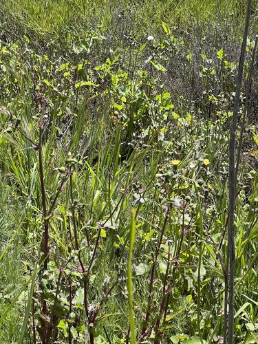 iNaturalist observation photo of bromes