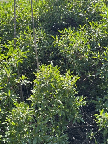 iNaturalist observation photo of Cheesewoods