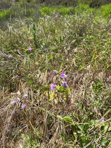 iNaturalist observation photo of garden radish