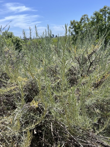 iNaturalist observation photo of California sagebrush