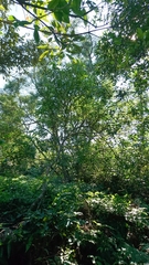 Zanthoxylum asiaticum