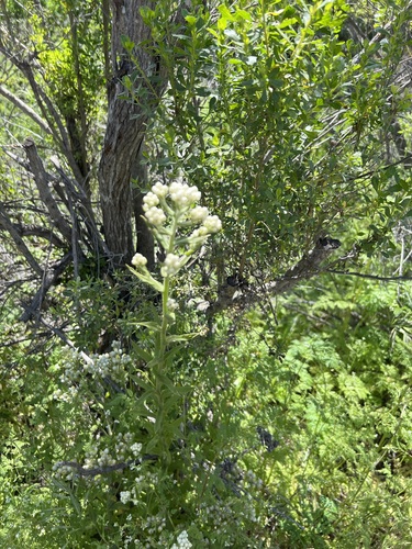 iNaturalist observation photo of California cudweed
