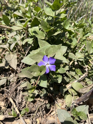 iNaturalist observation photo of greater periwinkle