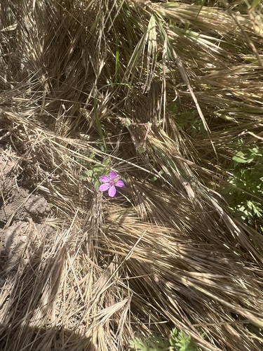 iNaturalist observation photo of Redstem Stork's-bill