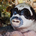 Masked Puffer - Photo (c) zsispeo, some rights reserved (CC BY-NC-SA)