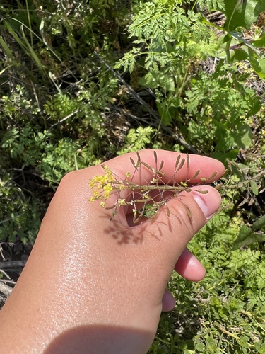 iNaturalist observation photo of Western Tansymustard