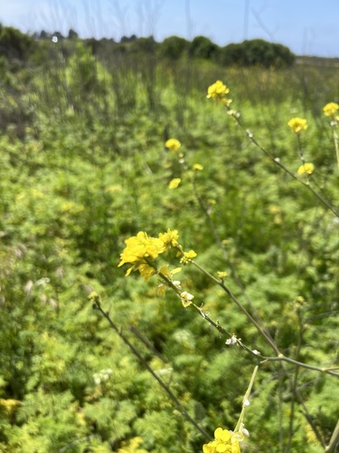 iNaturalist observation photo of Shortpod Mustard