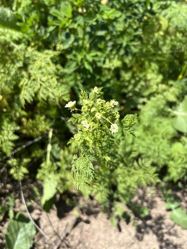 iNaturalist observation photo of Apioideae