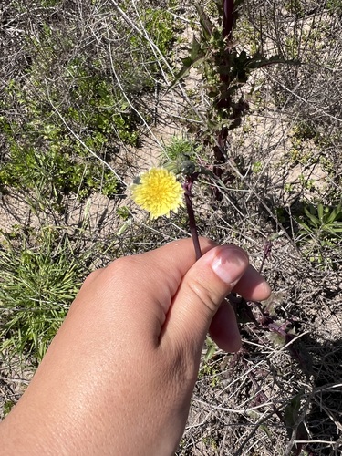 iNaturalist observation photo of Common Sow-thistle