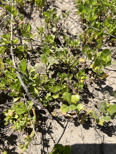 iNaturalist observation photo of saw-toothed goldenbush