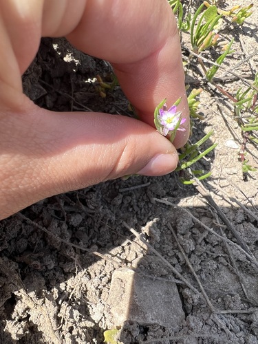 iNaturalist observation photo of Saltmarsh Sand Spurry