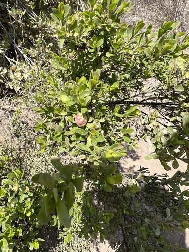 iNaturalist observation photo of coyote brush