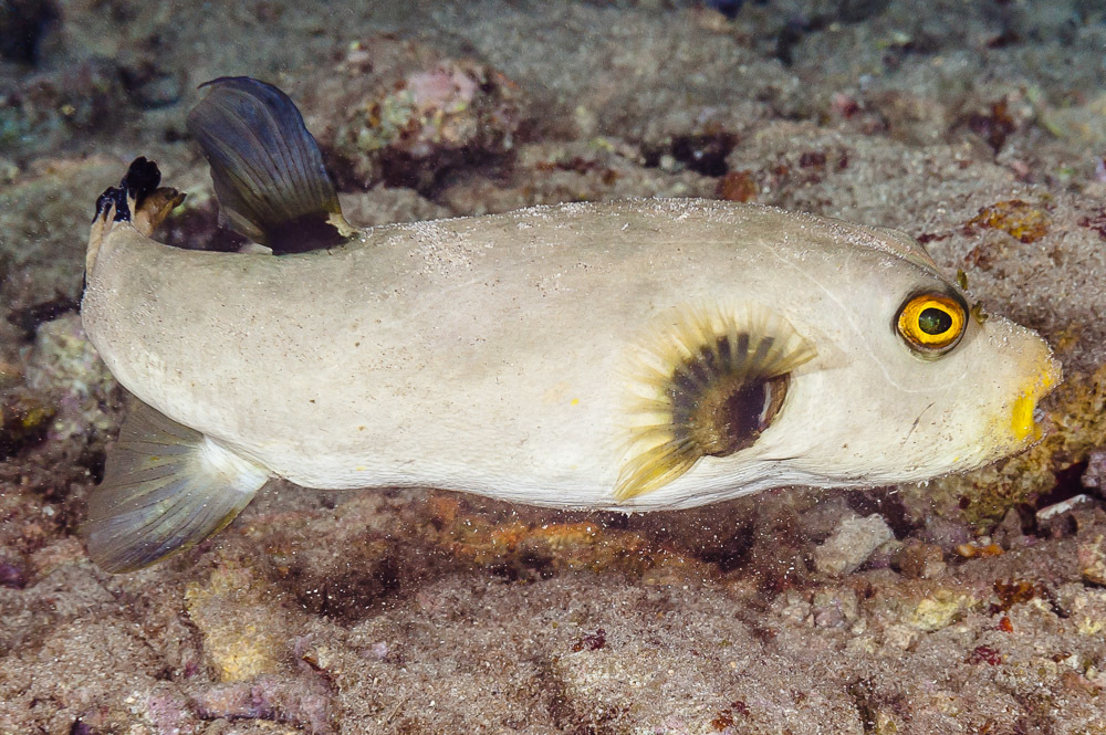 Narrow-Lined Toadfish