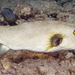 Arothron immaculatus - Photo (c) zsispeo, osa oikeuksista pidätetään (CC BY-NC-SA)