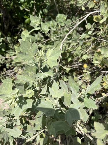 iNaturalist observation photo of bushmallows