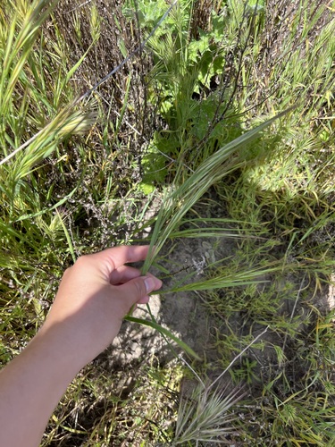 iNaturalist observation photo of great brome