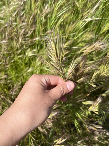 iNaturalist observation photo of Compact Brome