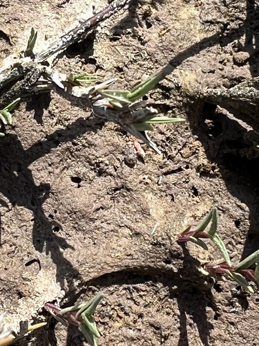 iNaturalist observation photo of shore grass