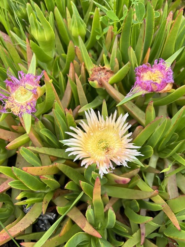 iNaturalist observation photo of sea fig